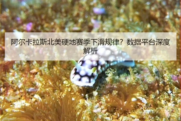 a-er-ka-la-si-bei-mei-ying-di-sai-ji-xia-hua-gui-lv-shu-ju-ping-tai-shen-du-jie-xi-3-179.jpg